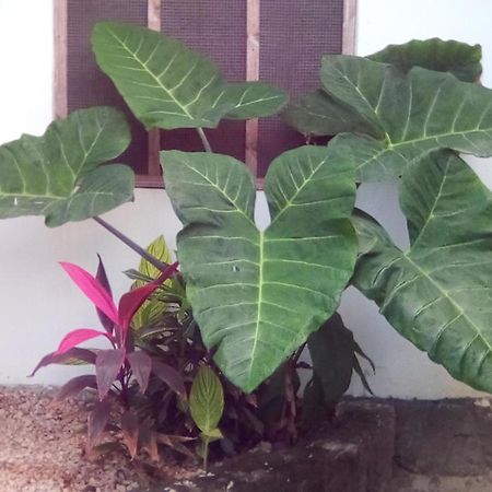 Jambiani Home Stay Ngoại thất bức ảnh