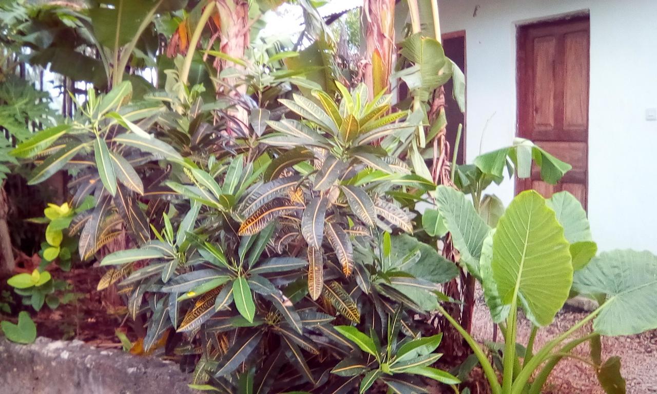 Jambiani Home Stay Ngoại thất bức ảnh